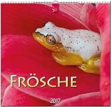 Image de FRÖSCHE - Original Stürtz-Kalender 2017 - Mittelformat-Kalender 33 x 31 cm