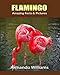 Produktbild Flamingo: Amazing Facts & Pictures