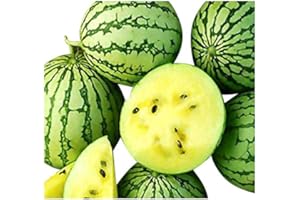 SAMENCHILISHOP (IMMER NUR EINMAL VERSAND) Gelbe Ananas-Melone -Wassermelone- 10 Samen (Gelbfleischig und Zuckersüß)