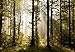 Produktbild AG Design FTS 0181  Morgen Wald, Papier Fototapete - 360x254 cm - 4 teile, Papier, multicolor, 0,1 x 360 x 254 cm
