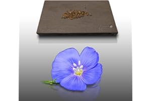 LE GRENIER D'ABONDANCE LES GRAINES QUI DONNENT ENVIE 150 Grines Fleurs à semer - Le Grenier d'Abondance - LIN Vivace bleu - Linum Perenne