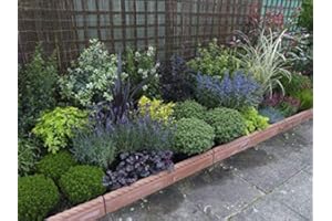 CARBETH PLANTS Small Shrub Mix x5 Plants 9cm Pots - Perfect Plants for Rockeries/Borders Or Patio Pots. Plants Like Hebe - Azalea - Lavender - Heuchera - Ornamental Grasses