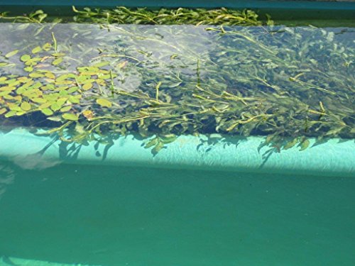 Premium-Unterwasserpflanzen-Mix – 15 Stück – zur Fadenalgenbekämpfung im Teich- inkl. drei Bund Stängelpflanzen und einem Bund Japanischen Wasserpfeffer je nach Verfügbarkeit - 3