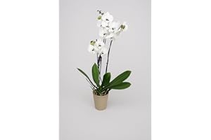 GARDEN CENTER SHOP BY VM Garden Center Shop | Orquídea Phalaenopsis natural blanca moteada 75 cm | 2‑3 tallos floridos | Floración duradera y cuidados sencillos