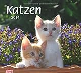times & more Bildkalender Katzen 2014 by