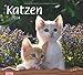 times & more Bildkalender Katzen 2014 by