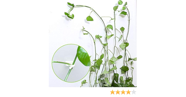 sunnyushine clips muraux pour plantes grimpantes support de legumes de jardin clip de fixation crochet auto adhesif pour fournitures de plante de vigne 100pcs amazon fr cuisine maison sunnyushine clips muraux pour plantes grimpantes support de legumes de jardin clip de fixation crochet auto adhesif pour fournitures de plante de