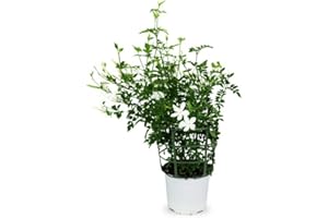 DECOALIVE Jasminum Officinale (Jazmín) Natural Planta Ideal para Principiantes