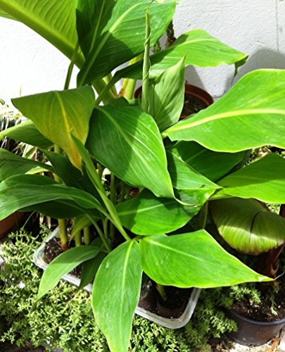Future Exotics Musa Dajiao Banane Fruchtbanane winterhart 20 – 30 cm, 2 Stück - 4
