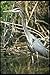 Produktbild 289005 Great Blue Heron A4 Photo Poster Print 10x8