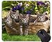 Produktbild Mauspad mit genähtem Rand, Babytierkorb Kätzchen Animal Cute Spring Cat Rutschfeste Gummibasis Mousepad