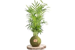 KOKEDAMAS LUCCIANA Kokedama Palmera Chamaedorea Natural - Kokedama Interior | Bola de Musgo Vivo | Planta Natural | Planta Interior | Decoración Hogar | Fácil Cuidado y Mantenimiento