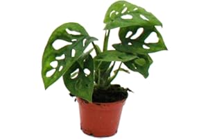 Exotenherz - Mini plante - Monstera Monkey Mask - Feuille de fenêtre - Idéal pour les petits bols et verres - Baby Plante dans un pot de 5,5 cm