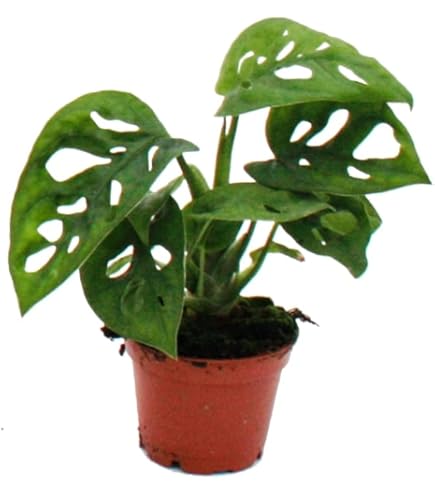 Exotenherz Set Di 2 Ficus Benjamini 'Kinky' – Piante Da Interno In Vaso 12cm - 5