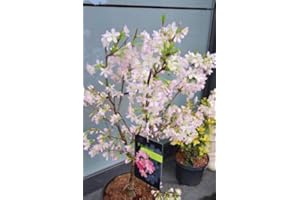 PLANTENWELT WIESMOOR Japanische Zierkirsche Prunus kurilensis Ruby 60-80 cm hoch im 5 Liter Pflanzcontainer