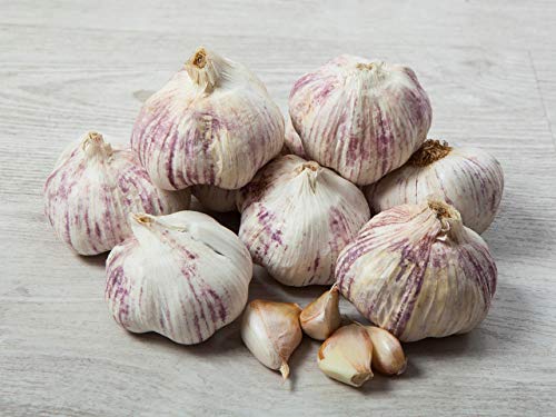Preisvergleich Produktbild 5 kg. Violetter Knoblauch