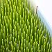 BINGONE Baby Bottle Drying Dish Rack Grass Countertop Green