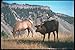 Produktbild 104051 Elk Bull And Cow A4 Photo Poster Print 10x8