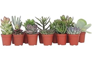 Plant in a Box - Mini Succulentes - Mélange de 12 Pièces de Succulentes - Plantes Réelles - Décoratives et Faciles à Entretenir - Pot 5.5cm - Hauteur 5-10cm