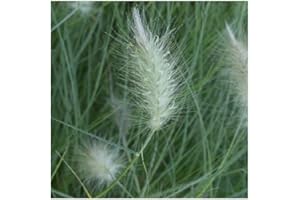 PlantGenesis Pennisetum villosum 'Cream Falls' / Fountain Grass / Ornamental Grass / Perennial / Seeds, White
