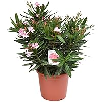 Nerium Oleander rosa - 1er-Set - Liefergröße ca. 55-60cm - Oleander - Kübelpflanze - mediterran