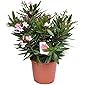 Nerium Oleander rosa - 1er-Set - Liefergröße ca. 55-60cm - Oleander - Kübelpflanze - mediterran
