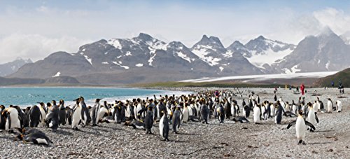 Berlintapete - Wallpaper On Demand - Fototapete - Tiere - Pinguine Nr. 21416
