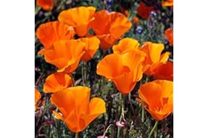 FLOWERSEEDSUK 250 Orange California Poppy Golden West Seeds - Eschscholtzia Californica - 250 Seeds