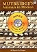 Produktbild [ MUYBRIDGE'S ANIMALS IN MOTION [WITH CDROM] (DOVER ELECTRONIC CLIP ART) ] BY Muybridge, Eadweard ( AUTHOR )Jan-15-2007 ( Paperback )