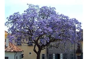 TU PROPIO JARDÍN 100 Semillas de Paulownia Tomentosa (princess tree seeds)