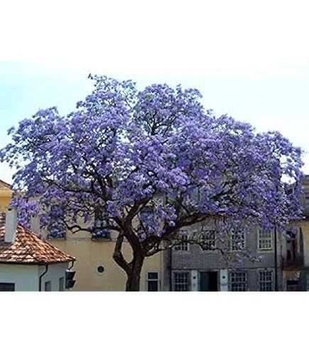 1000 Graines De Paulownia Elongata - Arbre Impérial à Croissance Ultra Rapide - Idéal Pour Jardin Et Reforestation