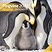 Pinguine 2020, Wandkalender / Broschürenkalender im Hochformat (aufgeklappt 30x60 cm) - Geschenk-Kalender mit Monatskalendarium zum Eintragen by 