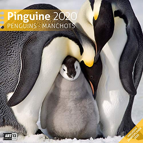 Pinguine 2020, Wandkalender / Broschürenkalender im Hochformat (aufgeklappt 30x60 cm) - Geschenk-Kalender mit Monatskalendarium zum Eintragen