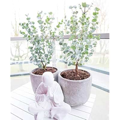 Suchergebnis auf Amazon.de für: eukalyptus pflanze: Garten