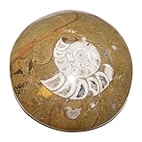 Ammonit Fossil poliert Ammonit Fossil poliert in Matrix (Muttergestein) braun aus Marokko ca. 60-70 mm (5003)