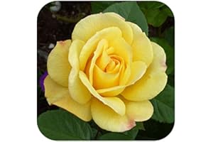 GROWTANICAL Rose Bare Root 'Arthur Bell' Climbing