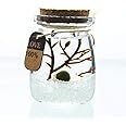 PETSTARCX Aegagropila Linnaei Moss Balls Glass Multi Color Aquarium Kit Micro LandscapeHouseplant HomeOfficeGlass Decorative Bottle Birthday Gift (1)