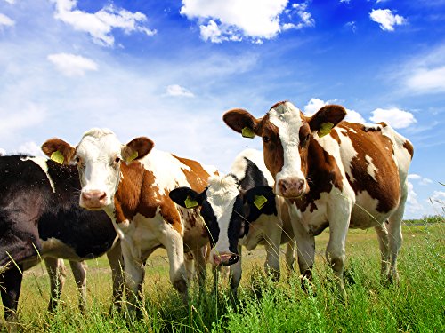 230V Elektrozaungerät, Weidegerät, Weidezaungerät, Tesla 7 – lange Zäune, starker Bewuchs - 3