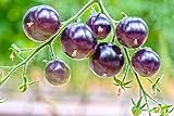  RWS Tomates \'OSU azules\' 10 semillas, púrpura, Negro tomate - NO OGM, dulce, casi negro, rara vez