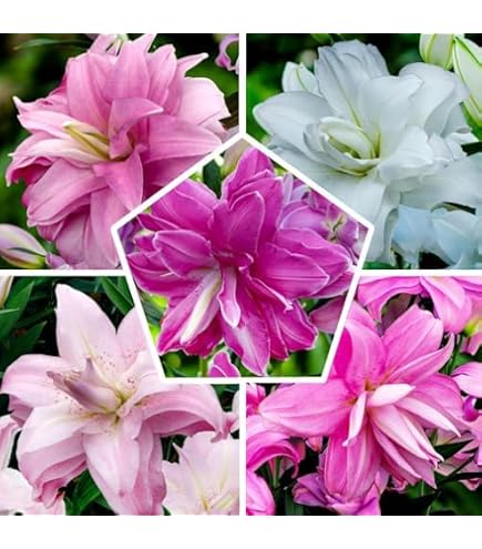 Bulbes Lys 10 Bulbes De Lys Dizzy - Fleurs Vivaces De Hollande Pour Jardin Et Pots - Gros Bulbes Parfumés Plantation Bulbes Printemps Automne