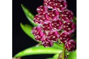 POWERS TO FLOWERS - HOYA WAYETII VARIEGATA TRICOLOR, vaso 12cm diametro, pianta vera