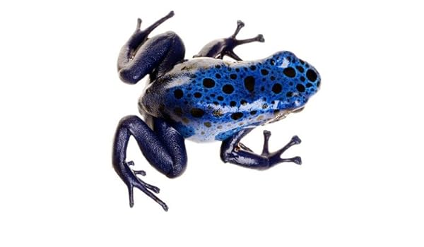 By Lazsio Hrozik Frog Tattoos Tattoos Tattoo Models