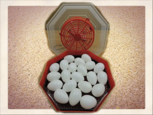 Inkubator/Brutkasten/Brutmaschine/Brutapparat/Brüter/Incubator Campo24 C1 ® - 4