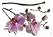 Produktbild Komar - Deco-Sticker ORCHIDEE - 100 x 70 cm -  Wandtattoo, Wandbild, Wandsticker, Wandaufkleber, Walltattoo, Blumen, Blüten, Natur, Blütenknospe, Pflanze -17702h
