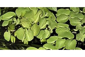 MÜHLAN AQUATIC PLANTS 10 x Salvinia auriculata floating plants against algae