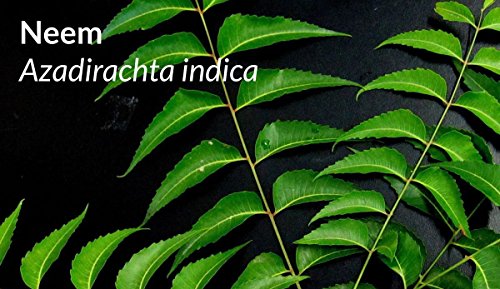 Sorion Head Fluid auch bei Schuppenflechte und Neurodermitis zur Pflege der Kopfhaut geeignet - 4