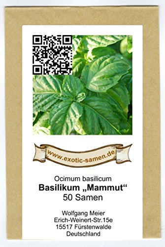 Ocimum basilicum – Basilikum „Mammut“ – Riesen-Basilikum – 50 Samen - 2