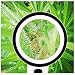 Produktbild LED-Leuchtlupe 420Grow | Hohe Vergrößerung und professionelle Qualität Vergrößerung x30 für Gartenbaukulturen / Inspektion Trichome Weed | Trend 2018