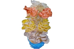 Foragers Table Mushroom Growing Kit, Pink, Gold & Blue Oyster Mushroom Grow Kit, Grow Your Own, Fun to Grow & Delicious to Eat, Including Living Spawn, Gardening Gifts