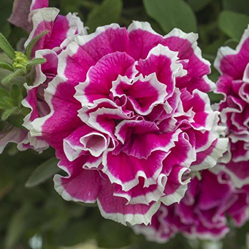 10 large bloom petunia seeds DUO ROSE WHITE big ruffled double blooms 6cm in diameter